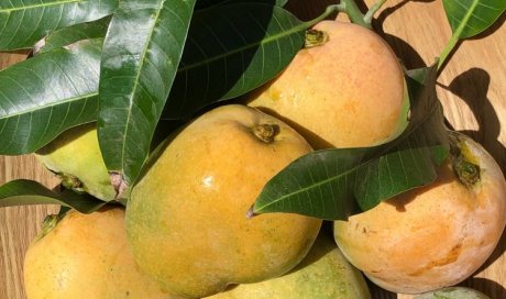 La Mangue de la Réunion 